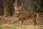 wildlife;Whitetail;Deer;Odocoileus-virginianus;field;woods;Tennessee;TN;D4s;2015