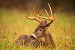 wildlife;Whitetail;Deer;Odocoileus-virginianus;Rain;Bedded-Down;Tennessee;TN;D4s;2015