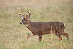 wildlife;Whitetail;Deer;Odocoileus-virginianus;field;Tennessee;TN;D4s;2015
