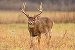 wildlife;Whitetail;Deer;Odocoileus-virginianus;Grass;Field;Tennessee;TN;D4s;2015