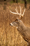 wildlife;Whitetail;Deer;Odocoileus-virginianus;Grass;Field;headshot;Tennessee;TN;D4s;2015