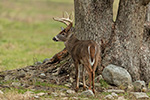 wildlife;Whitetail;Deer;Buck;Odocoileus-virginianus;Tennessee;TN;D5;2016