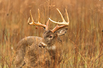 wildlife;Whitetail;Deer;Odocoileus-virginianus;field;brush;buck;Tennessee;TN;D5;2016