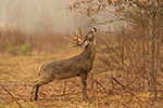 wildlife;Whitetail;Deer;Buck;Odocoileus-virginianus;licking;branch;Tennessee;TN;D5;2016