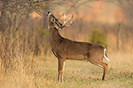 wildlife;Whitetail;Deer;Buck;Odocoileus-virginianus;licking;branch;Tennessee;TN;D5;2016