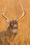 wildlife;Whitetail;Deer;Buck;Odocoileus-virginianus;grass;headshot;Tennessee;TN;D5;2016