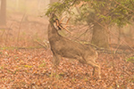 wildlife;Whitetail;Deer;Buck;Odocoileus-virginianus;licking;branch;Tennessee;TN;D5;2016