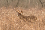 wildlife;Whitetail;Deer;Buck;Odocoileus-virginianus;Brush;Tennessee;TN;D5;2016