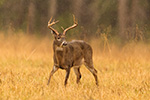 wildlife;Whitetail;Deer;Buck;Odocoileus-virginianus;grass;rain;Tennessee;TN;D5;2016