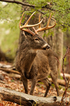 wildlife;Whitetail;Deer;Odocoileus-virginianus;tree;buck;backwoods;Tennessee;TN;D5;2016