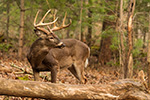 wildlife;Whitetail;Deer;Odocoileus-virginianus;woods;backwoods;buck;Tennessee;TN;D5;2016