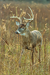 wildlife;Whitetail;Deer;Buck;brush;Odocoileus-virginianus;Tennessee;TN;D5;2016