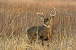 wildlife;Whitetail;Deer;Odocoileus-virginianus;brush;grass;buck;Tennessee;TN;D5;2016