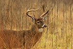wildlife;Whitetail;Deer;Buck;brush;Odocoileus-virginianus;Tennessee;TN;D5;2016