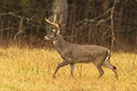 wildlife;Whitetail;Deer;Odocoileus-virginianus;field;grass;Tennessee;TN;D5;2016