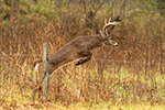 wildlife;Whitetail;Deer;Buck;jump;fence;Odocoileus-virginianus;Tennessee;TN;D5;2016