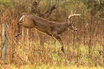wildlife;Whitetail;Deer;Buck;jump;fence;Odocoileus-virginianus;Tennessee;TN;D5;2016
