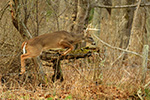 wildlife;Whitetail;Deer;Buck;jump;fence;Odocoileus-virginianus;Tennessee;TN;D5;2016