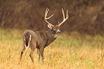 wildlife;Whitetail;Deer;Odocoileus-virginianus;field;grass;buck;Tennessee;TN;D5;2016