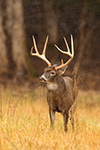wildlife;Whitetail;Deer;Odocoileus-virginianus;field;grass;buck;Tennessee;TN;D5;2016