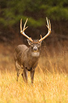 wildlife;Whitetail;Deer;Odocoileus-virginianus;field;grass;buck;Tennessee;TN;D5;2016