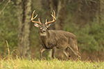 wildlife;Whitetail;Deer;Odocoileus-virginianus;field;grass;buck;Tennessee;TN;D5;2016