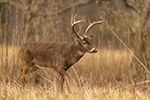 wildlife;Whitetail;Deer;Buck;Odocoileus-virginianus;Tennessee;TN;D5;2016