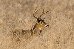 wildlife;Whitetail;Deer;Buck;Odocoileus-virginianus;Tennessee;frost;TN;D5;2016