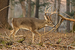 wildlife;Whitetail;Deer;Odocoileus-virginianus;woods;backwoods;buck;Tennessee;TN;D5;2016