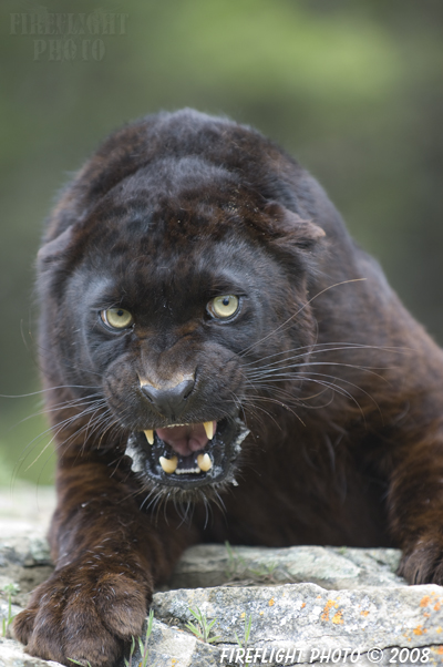 wildlife;panther;black panther;Panther onca;Panthera onca;wild cat;feline;Montana;snarl;growl