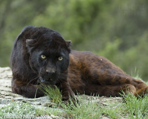 wildlife;panther;black panther;Panther onca;Panthera onca;wild cat;feline;Montana