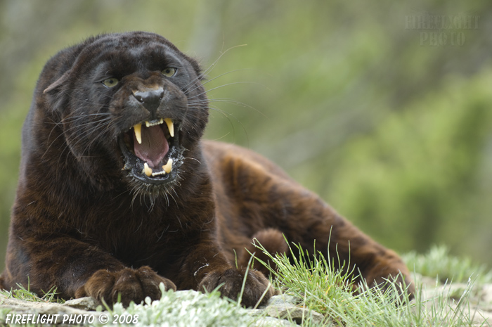 wildlife;panther;black panther;Panther onca;Panthera onca;wild cat;feline;Montana;snarl;growl