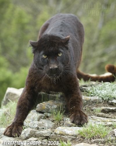 wildlife;panther;black panther;Panther onca;Panthera onca;wild cat;feline;Montana