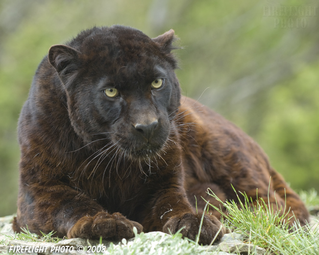 wildlife;panther;black panther;Panther onca;Panthera onca;wild cat;feline;Montana