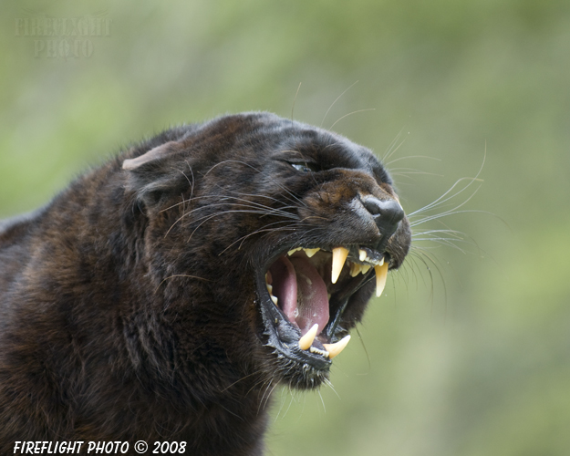 wildlife;panther;black panther;Panther onca;Panthera onca;wild cat;feline;Montana;snarl;growl