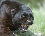 wildlife;panther;black-panther;Panther-onca;Panthera-onca;wild-cat;feline;Montana