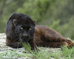 wildlife;panther;black-panther;Panther-onca;Panthera-onca;wild-cat;feline;Montana