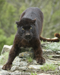 wildlife;panther;black-panther;Panther-onca;Panthera-onca;wild-cat;feline;Montana