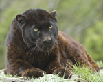 wildlife;panther;black-panther;Panther-onca;Panthera-onca;wild-cat;feline;Montana