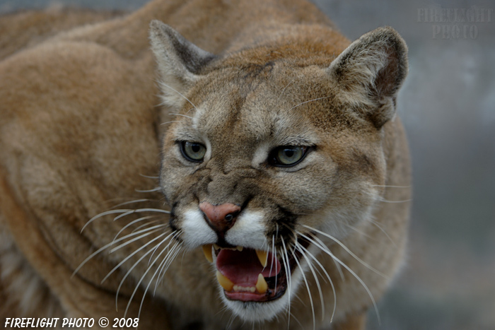 wildlife;Cougar;mountain lion;Felis concolor;wild cat;feline;canada;cat;snarl;growl