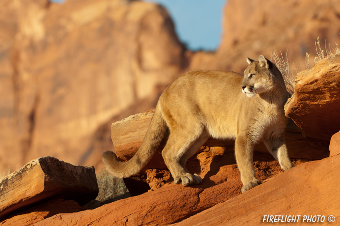 wildlife;Cougar;mountain lion;Felis concolor;wild cat;feline;UTAH;cat;puma;sunset