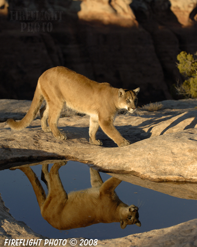 wildlife;Cougar;mountain lion;Felis concolor;wild cat;feline;UTAH;cat;puma;reflection