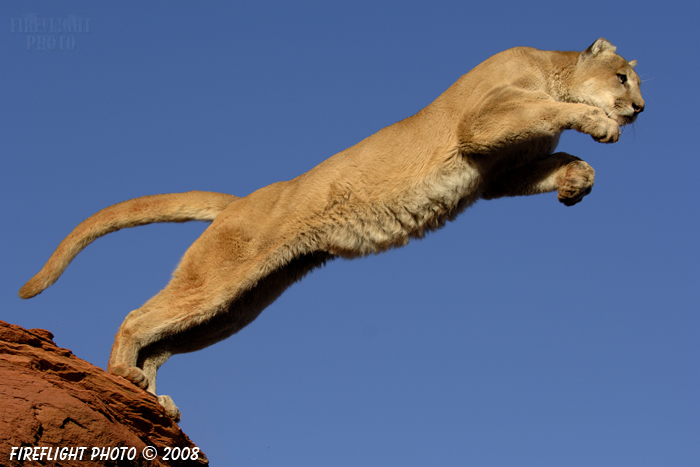 wildlife;Cougar;mountain lion;Felis concolor;wild cat;feline;UTAH;cat;puma