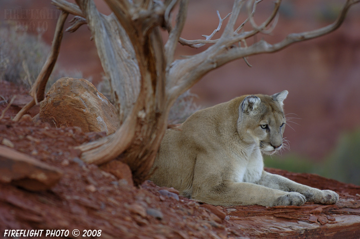 wildlife;Cougar;mountain lion;Felis concolor;wild cat;feline;UTAH;cat;puma