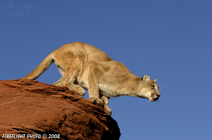 wildlife;Cougar;mountain lion;Felis concolor;wild cat;feline;UTAH;cat;puma