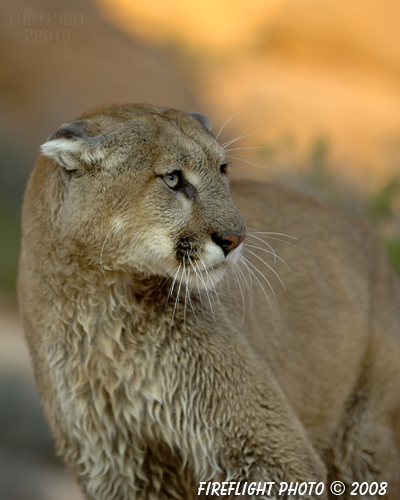 wildlife;Cougar;mountain lion;Felis concolor;wild cat;feline;UTAH;cat;puma;sunset