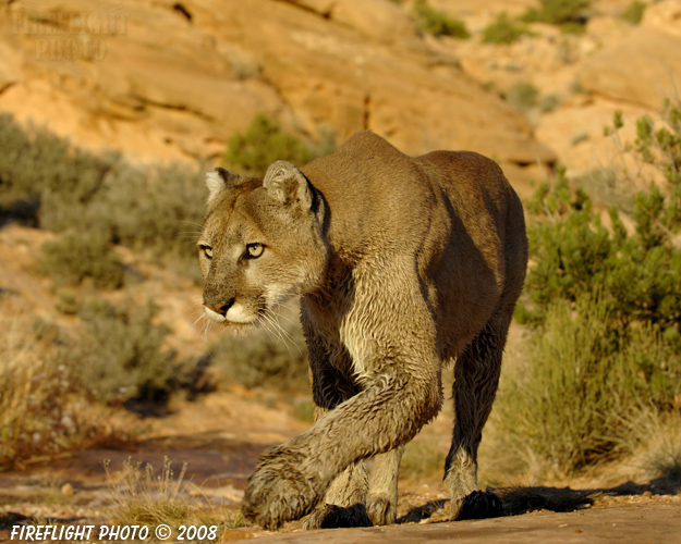 wildlife;Cougar;mountain lion;Felis concolor;wild cat;feline;UTAH;cat;puma