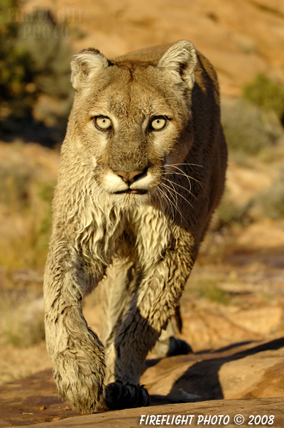 wildlife;Cougar;mountain lion;Felis concolor;wild cat;feline;UTAH;cat;puma