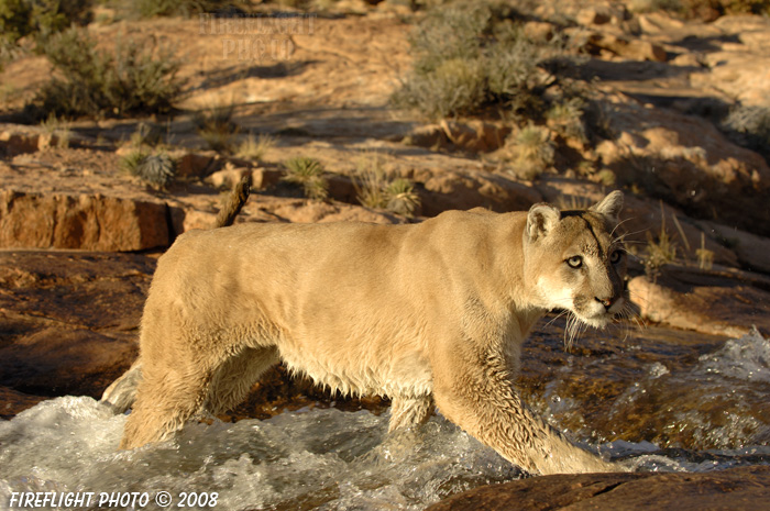 wildlife;Cougar;mountain lion;Felis concolor;wild cat;feline;UTAH;cat;puma;water