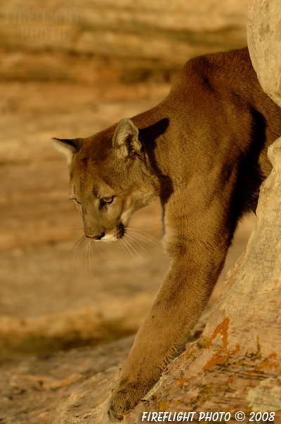 wildlife;Cougar;mountain lion;Felis concolor;wild cat;feline;UTAH;cat;puma